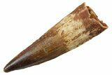 Fossil Spinosaurus Tooth - Real Dinosaur Tooth #349766-1